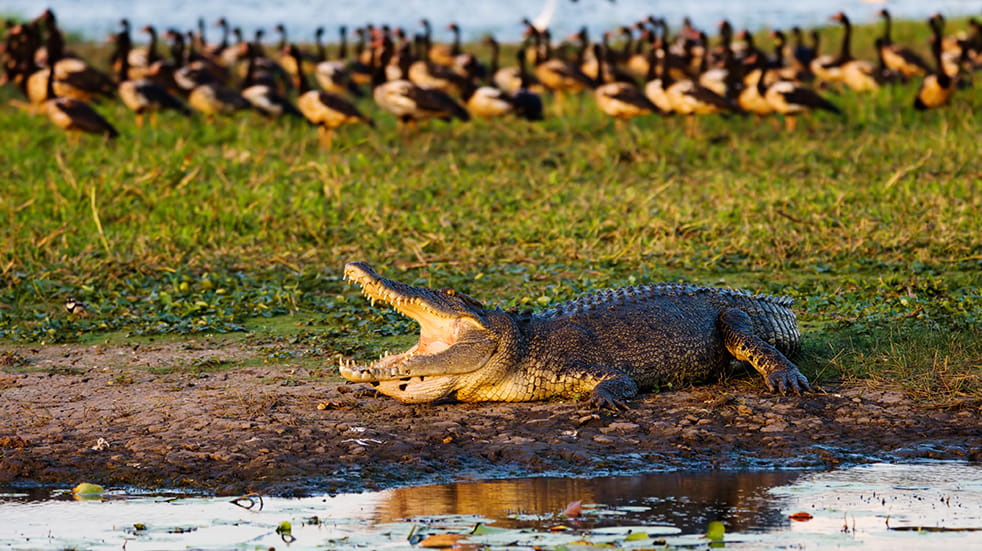 Best of Australia's Northern Territory: saltwater crocodile